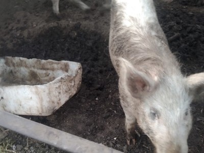 Your assistance would be really appreciated in feeding my pigs