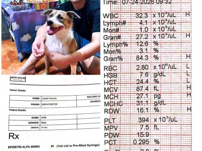 My dog Akie’s Medication