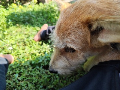 Love for pets
