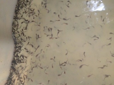 Water/Fish Hatch